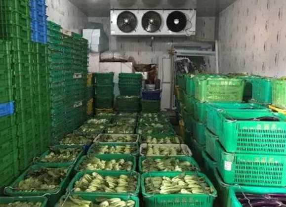 果蔬气调保鲜冷库为何要配套预冷间