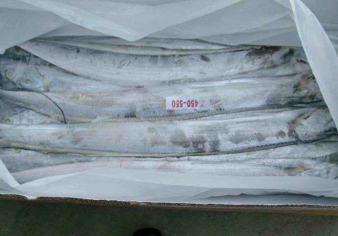 北京建造一个100平米鱼类冷冻库多少钱