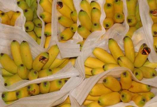 香蕉水果冷藏库能保鲜多久