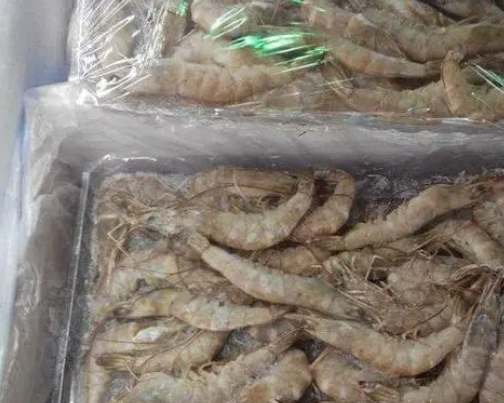 投资建650平米冻虾冷冻库多少钱